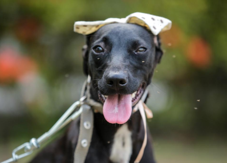 Cachorro, preto, com a língua para fora e usando coleira azul